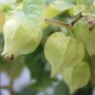 Preview: Ananaskirsche Izumii  (Samen)