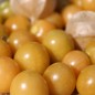 Preview: Ananaskirsche Izumii  (Samen)
