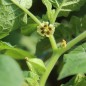 Preview: Ananaskirsche Zolotya Rossip (Samen)