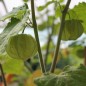 Preview: - Kopie - Kopie - Kopie