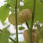 Preview: - Kopie - Kopie - Kopie