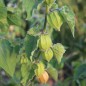 Preview: Andenbeere großfrüchtig (Samen)