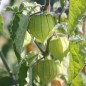 Preview: Andenbeere großfrüchtig (Samen)