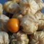 Preview: Andenbeere Perm (Samen)