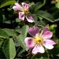 Preview: Apfelrose (Pflanze)