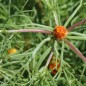 Preview: Arabische Ringelblume (Samen)