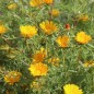 Preview: Arabische Ringelblume (Samen)