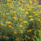 Preview: Arabische Ringelblume (Samen)