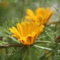 Preview: Arabische Ringelblume (Samen)