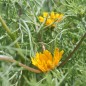 Preview: Arabische Ringelblume (Samen)