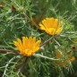 Preview: Arabische Ringelblume (Samen)