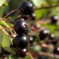 Preview: Aronia Hugin (Pflanze)