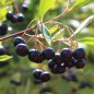 Preview: Aronia Hugin (Pflanze)