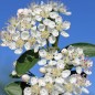 Preview: Aronia Hugin (Pflanze)