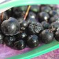 Preview: Aronia Nero (Pflanze)