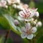 Preview: Aronia Nero (Pflanze)