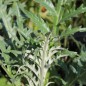 Preview: Artischocke Vert de Laon (Samen)
