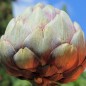 Preview: Artischocke Romanesco (Samen)