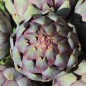 Preview: Artischocke Romanesco (Samen)