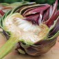 Preview: Artischocke Romanesco (Samen)
