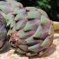 Preview: Artischocke Romanesco (Samen)