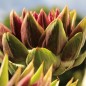 Preview: Artischocke Romanesco (Samen)