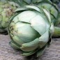 Preview: Artischocke Vert de Laon (Samen)