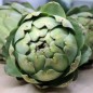 Preview: Artischocke Vert de Laon (Samen)