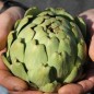 Preview: Artischocke Vert de Laon (Samen)