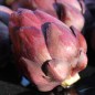Preview: Artischocke Violetto (Samen)