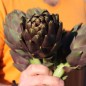 Preview: Artischocke Violetto (Samen)