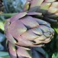 Preview: Artischocke Violetto (Samen)