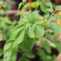 Preview: Moringa - Meerrettichbaum (Samen)