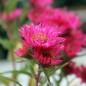 Preview: Aster Red Shades (Samen)