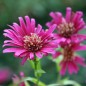 Preview: Aster Red Shades (Samen)