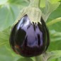 Preview: Aubergine Black Beauty (Samen)