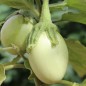 Preview: Aubergine Applegreen (Samen)