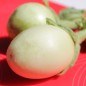 Preview: Aubergine Applegreen (Samen)