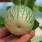 Preview: Aubergine Baby Marbled (Samen)