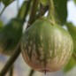 Preview: Aubergine Baby Marbled (Samen)