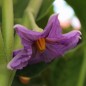 Preview: Aubergine Baby Marbled (Samen)