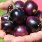 Preview: Aubergine Bambino (freilandgeeignet) (Samen)
