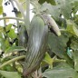 Preview: Aubergine Bangladesh Long (Samen)