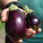 Preview: Aubergine Bellezza Nera (Samen)