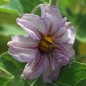 Preview: Aubergine Black Beauty (Samen)