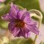 Preview: Aubergine Cambodian Green Giant (Samen)