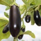 Preview: Aubergine Carlson (freilandgeeignet) (Samen)