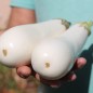 Preview: Aubergine Casper (Samen)
