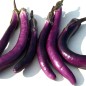 Preview: Aubergine Chinese Long (Samen)