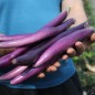 Preview: Aubergine Chinese Long (Samen)